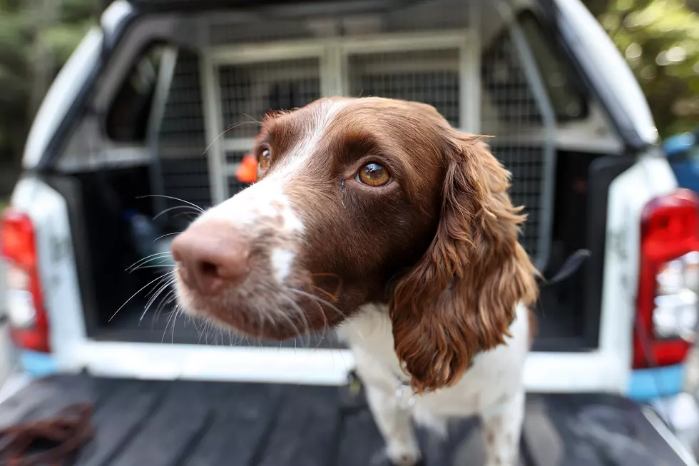 Minnesota Dog’s Miraculous Well Rescue Is A Sobering Reminder To Seal Unused Wells