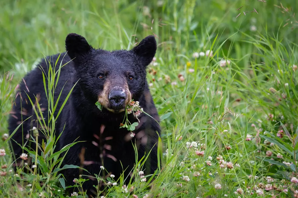MN Fish and Wildlife: Watch for Bears While Driving at Night