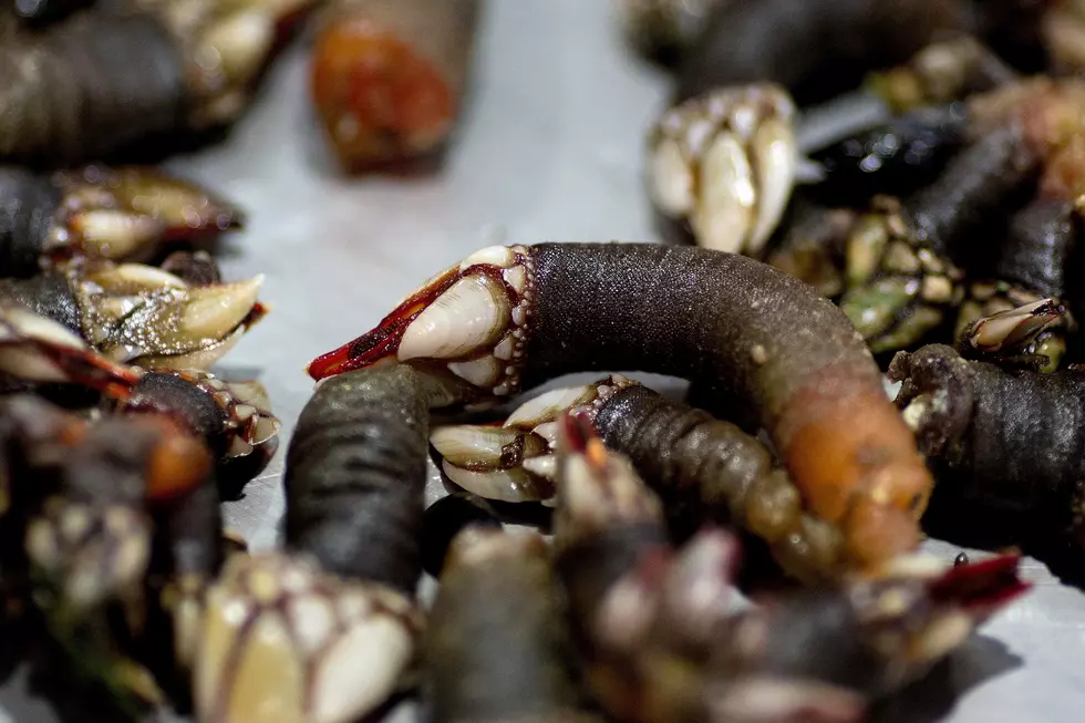 Yum or Yuck? Minnesota Restaurant Featuring ‘Gooseneck Barnacles’ This Week