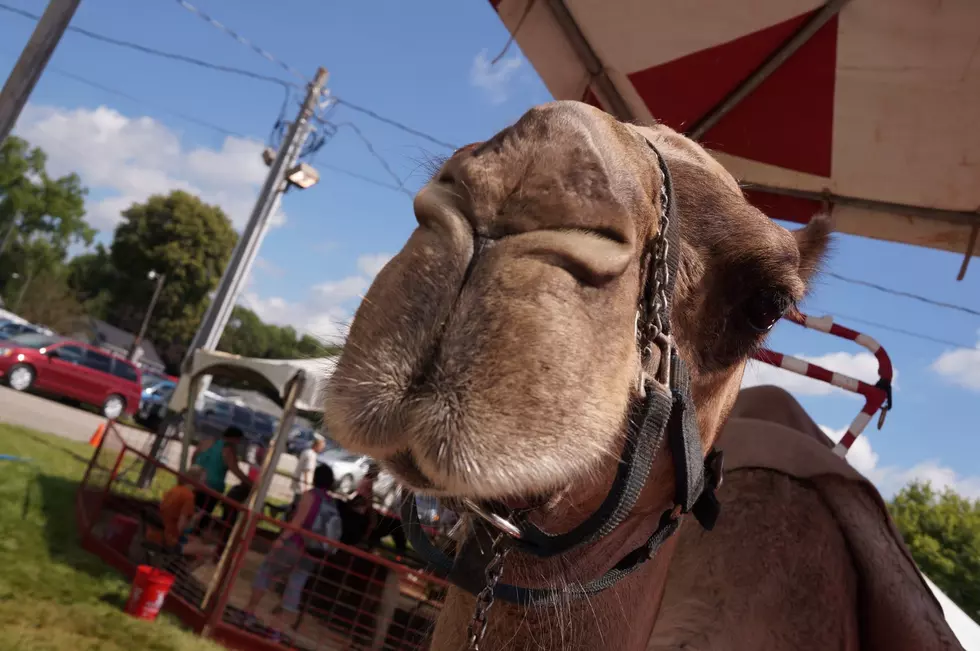 125 Days Until Smiles at the Steele County Fair