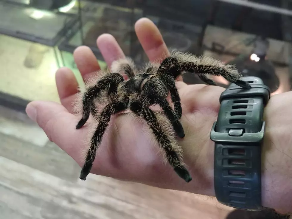 Steele County Fair Exhibit Might Make Your Skin Crawl