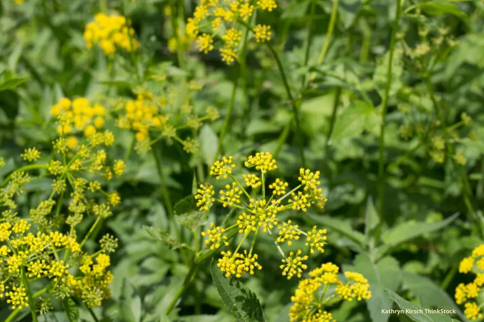 The Pretty Yellow Plant in Minnesota You DO NOT Want To Touch
