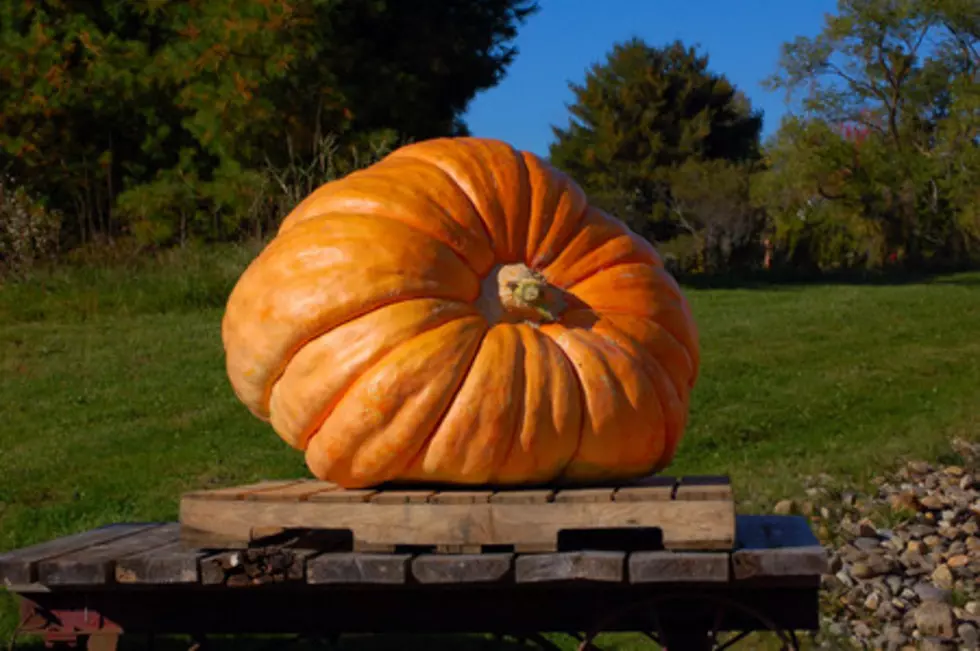 World Champion Award-Winning Pumpkin is Right Here in Minnesota