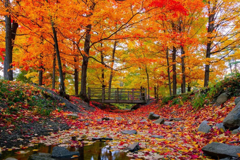 Minnesota’s Fall Colors Really Taking Off This Week