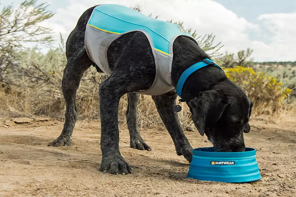 The Best Pet-Cooling Products for Soaring Summer Temps